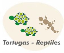 Tortugas   Iguanas